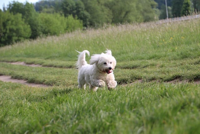 coton en el campo