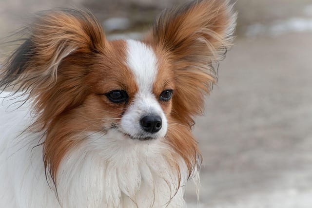 papillon