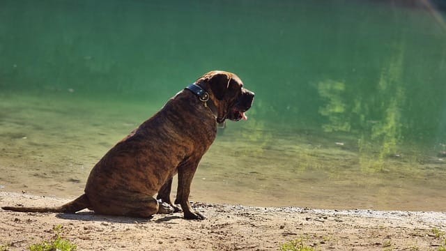 raza dogo canario