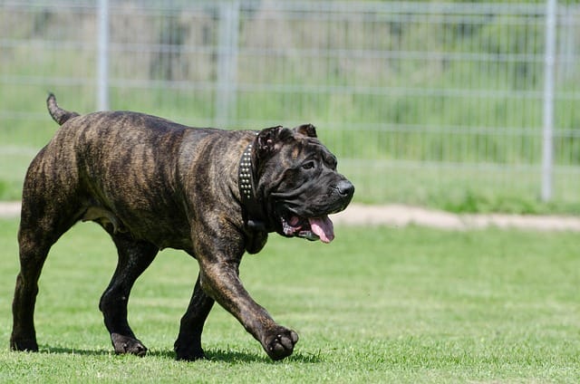 dogo canario