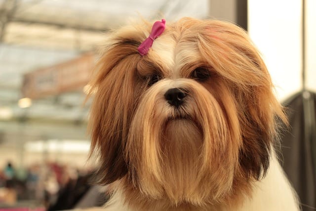 lhasa apso