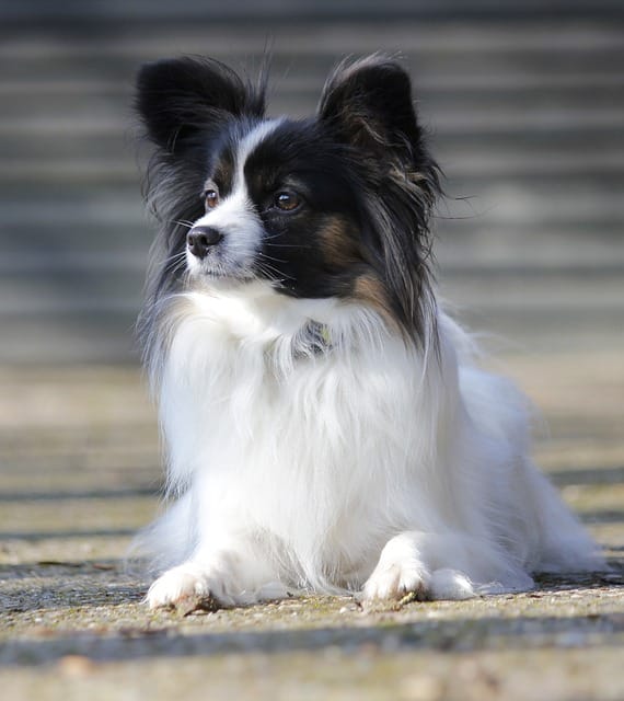 perro papillon