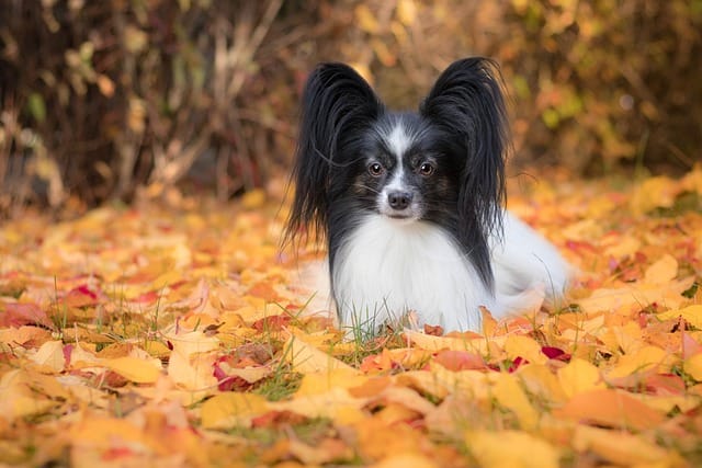 raza papillon