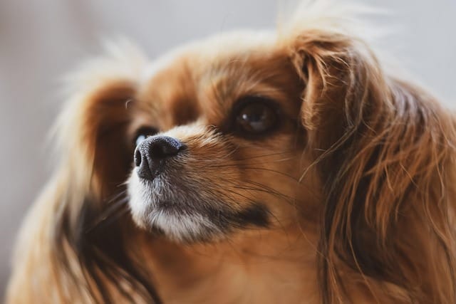 perro papillon