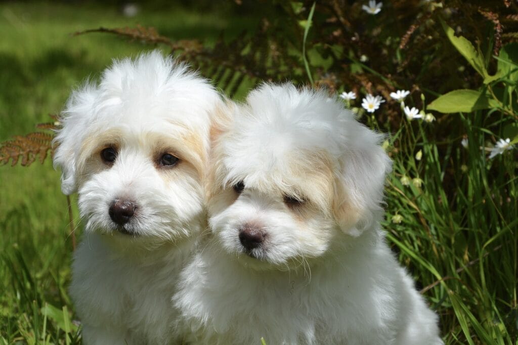 cachorros coton