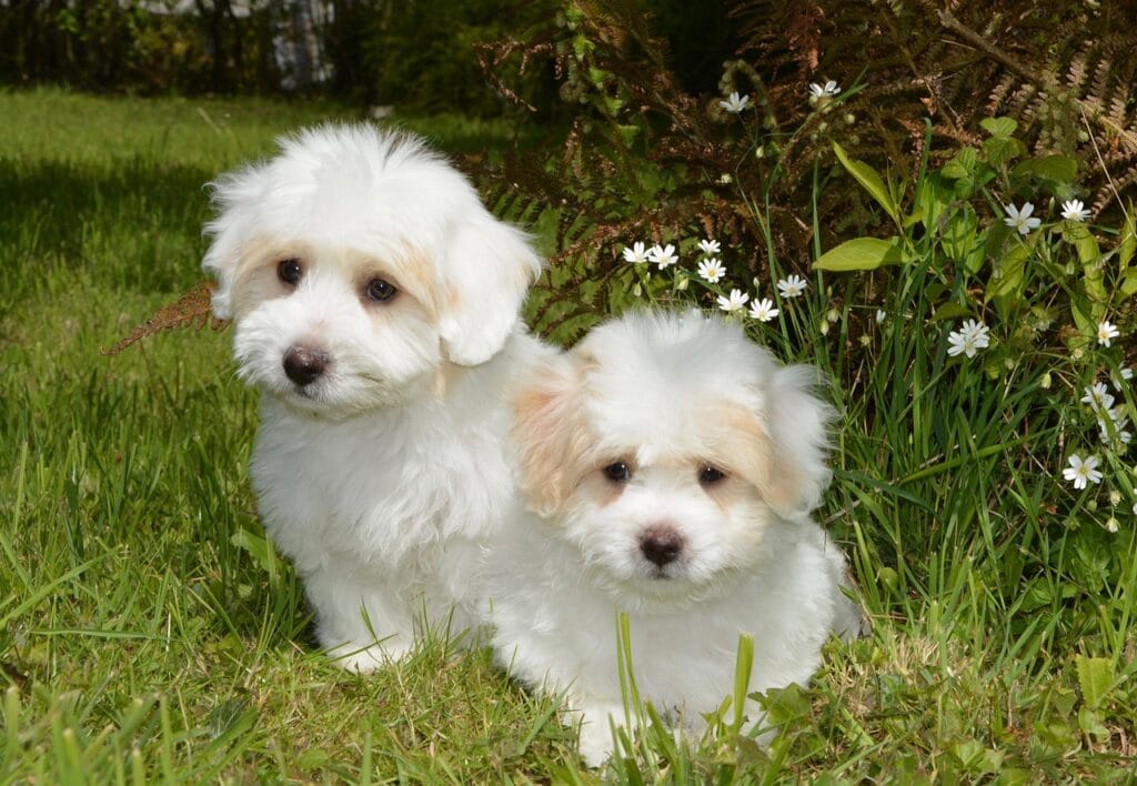 dos cotones de tulear