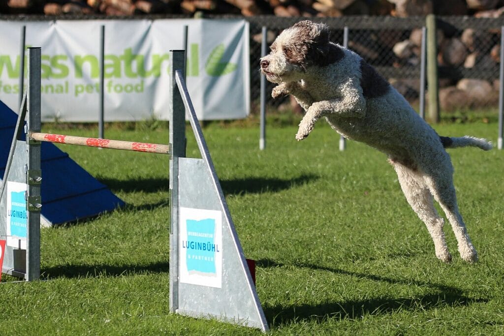 perro lagotto en concurso