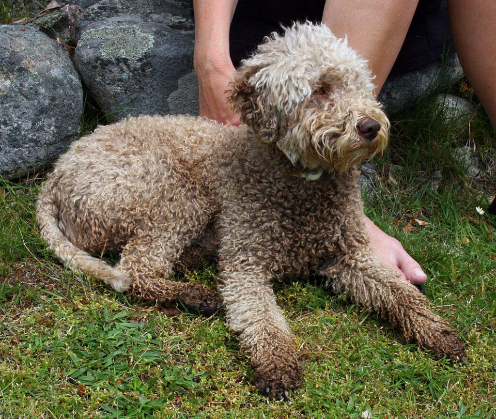 perro lagotto