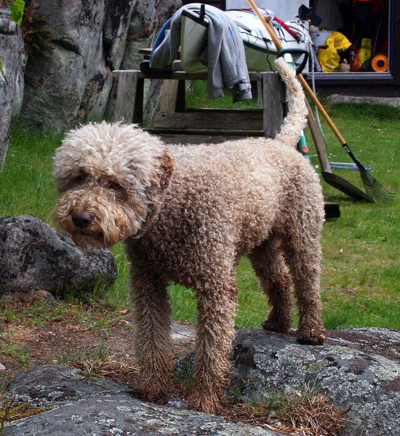 perro lagotto