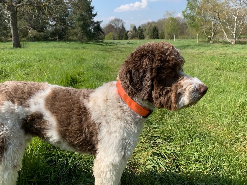 lagotto en el campo