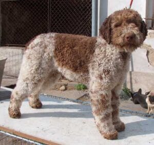 lagotto