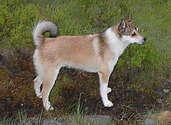 raza norwegian lundehund