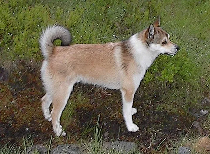 raza norwegian lundehund