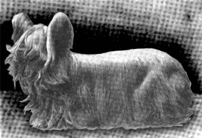 clydesdale terrier