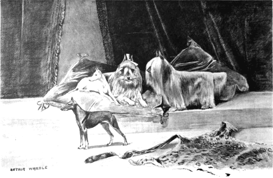 clydesdale terrier