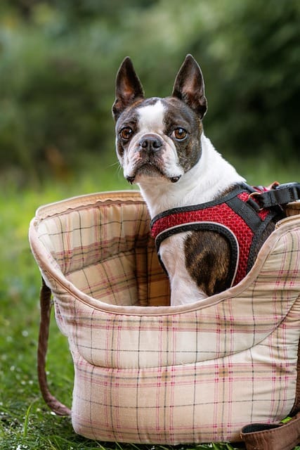 boston terrier