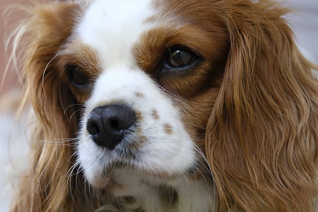 cavalier king