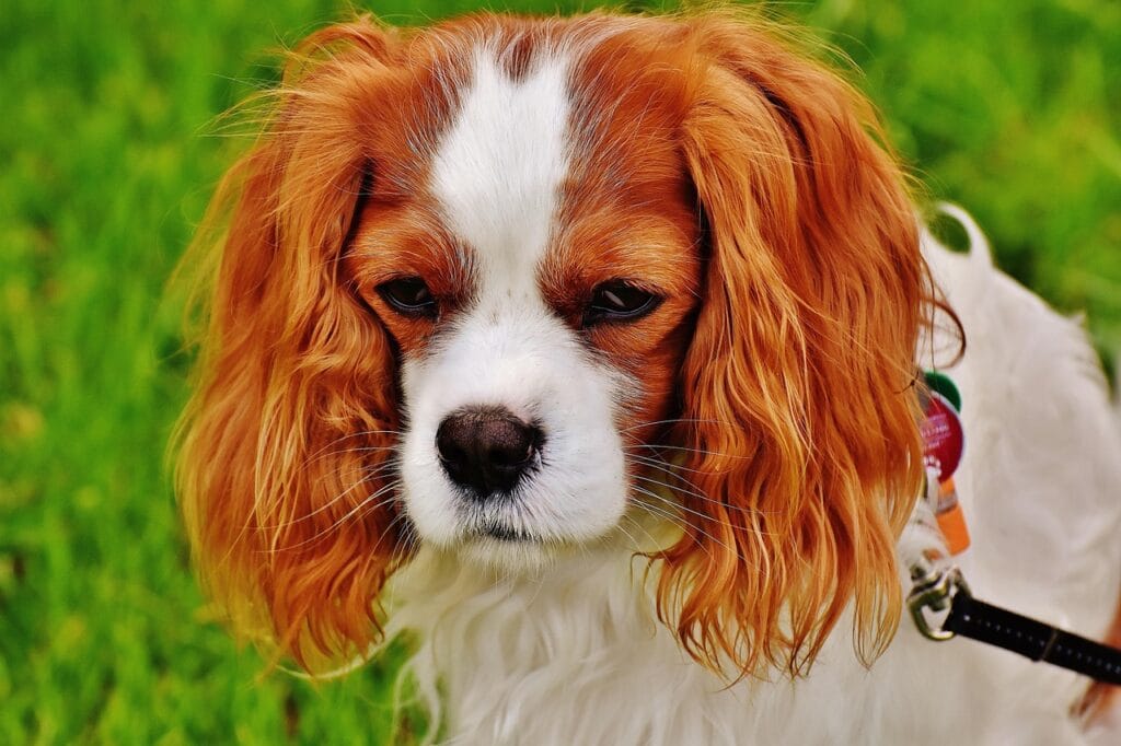 cavalier king