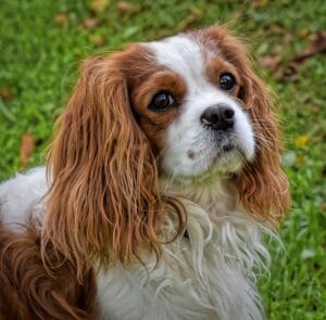 perro cavalier king
