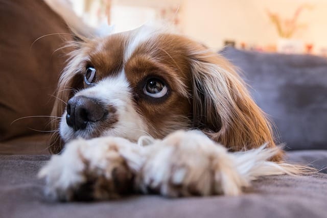 cachorro de cavalier