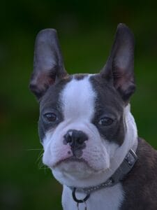 terrier boston