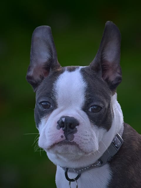 terrier boston
