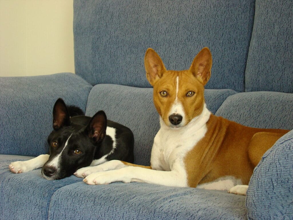 BASENJI