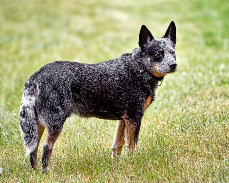 australian cattle dog