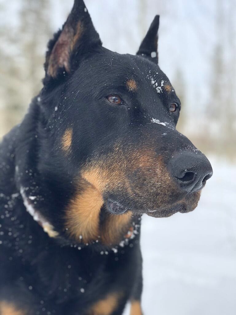 perro beauceron