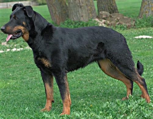 perro beauceron
