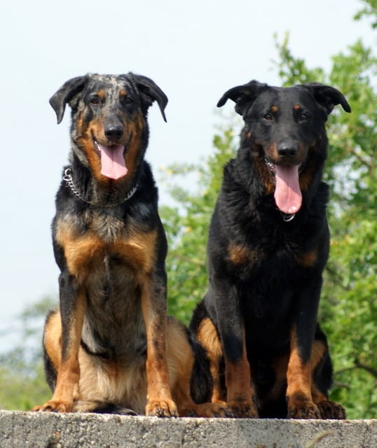 raza Beauceron
