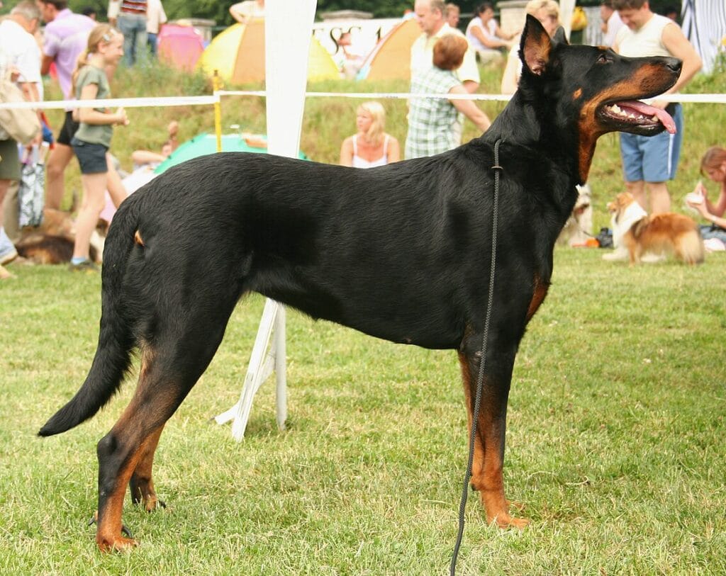 perro beauceron