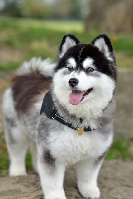 pomsky