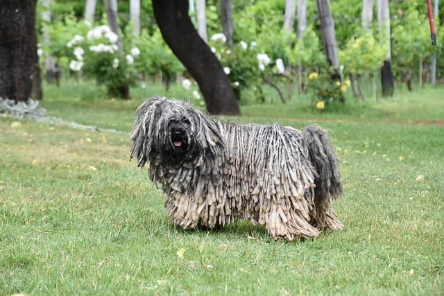 PULI