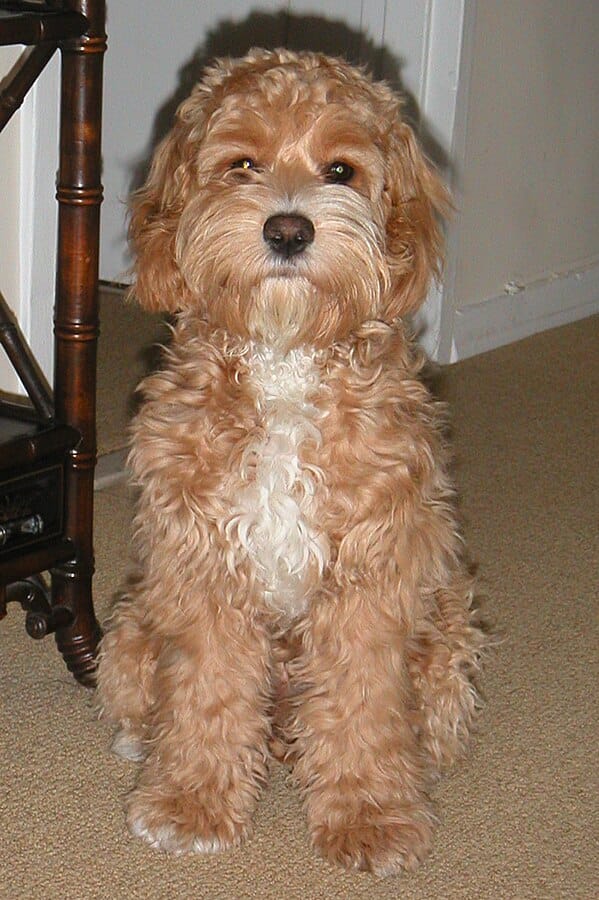 ejemplar de cockapoo