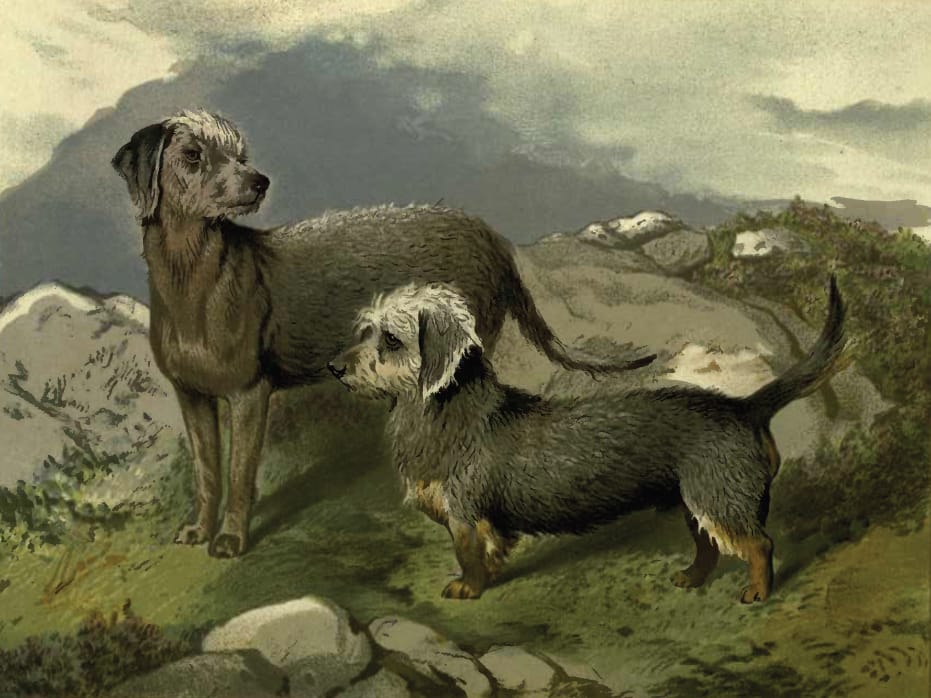 perro bedlington terrier