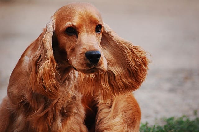 cocker hispaniel