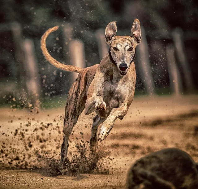 perro galgo