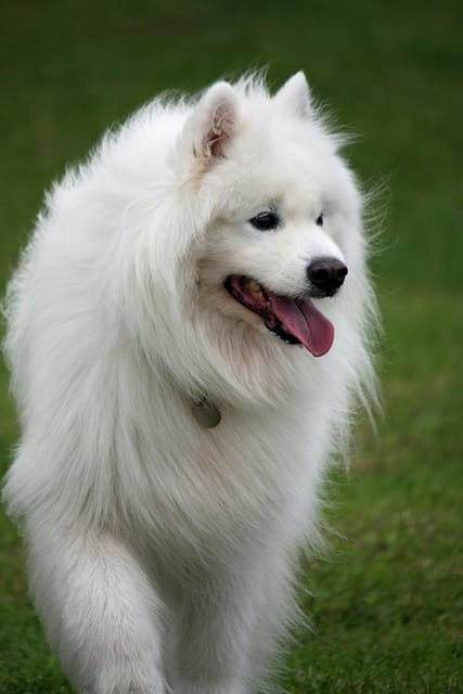 samoyedo