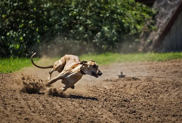 galgo español