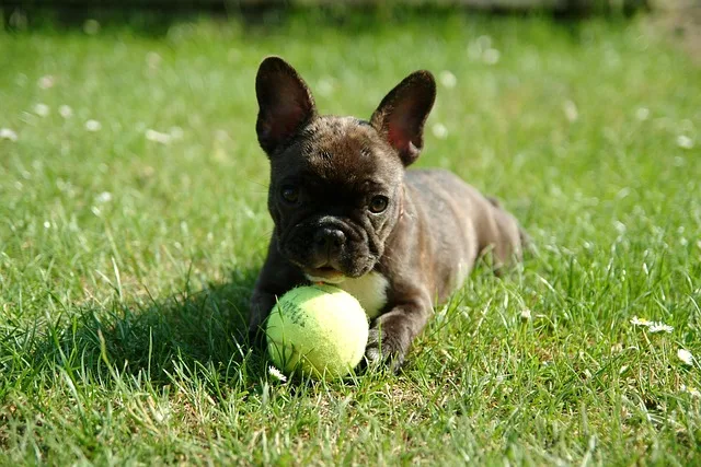bulldog frances