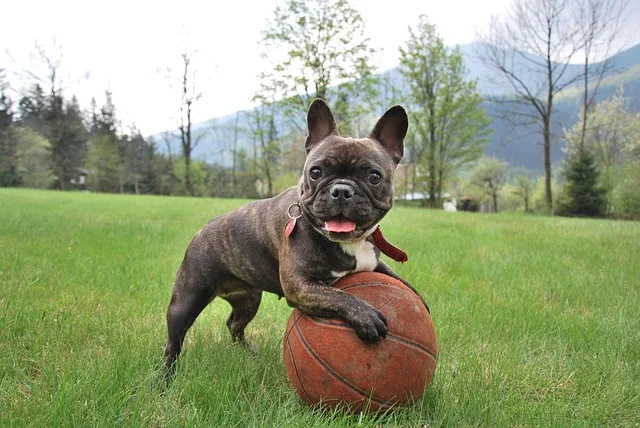 bulldog frances