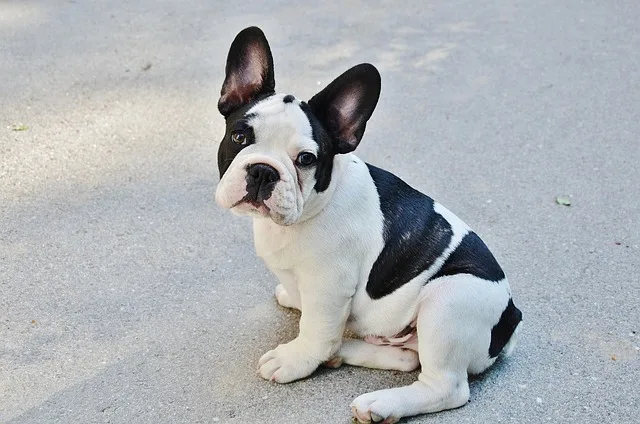 bulldog frances