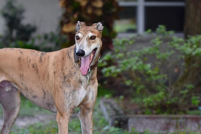 galgo español