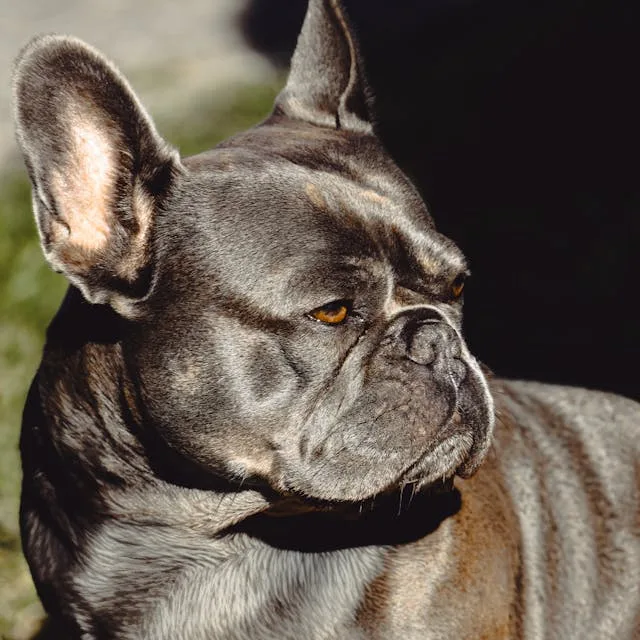 bulldog frances