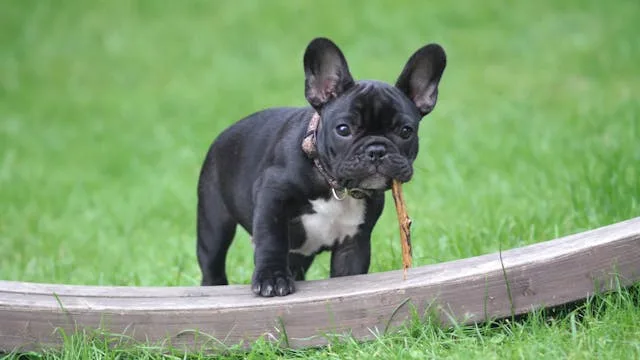 bulldog frances
