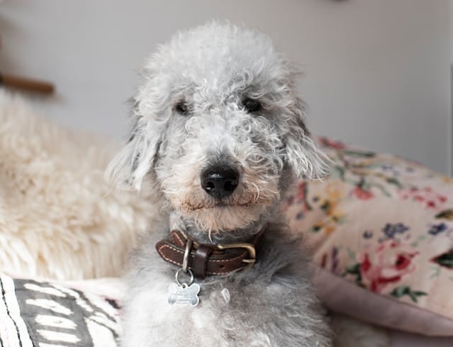 cara de bedlington