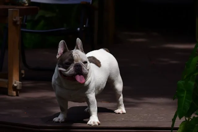 bulldog frances