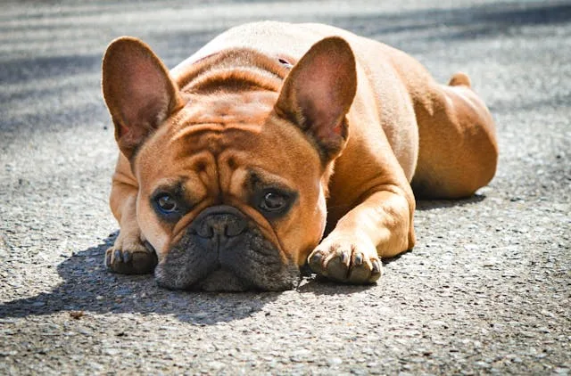 bulldog frances