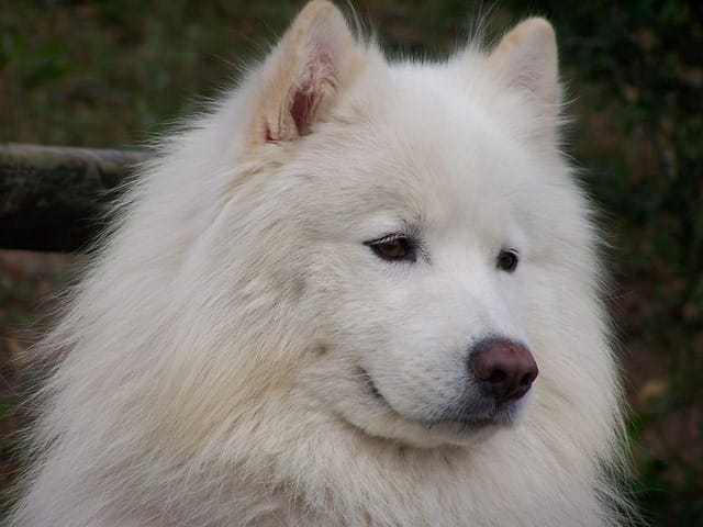 pero samoyedo